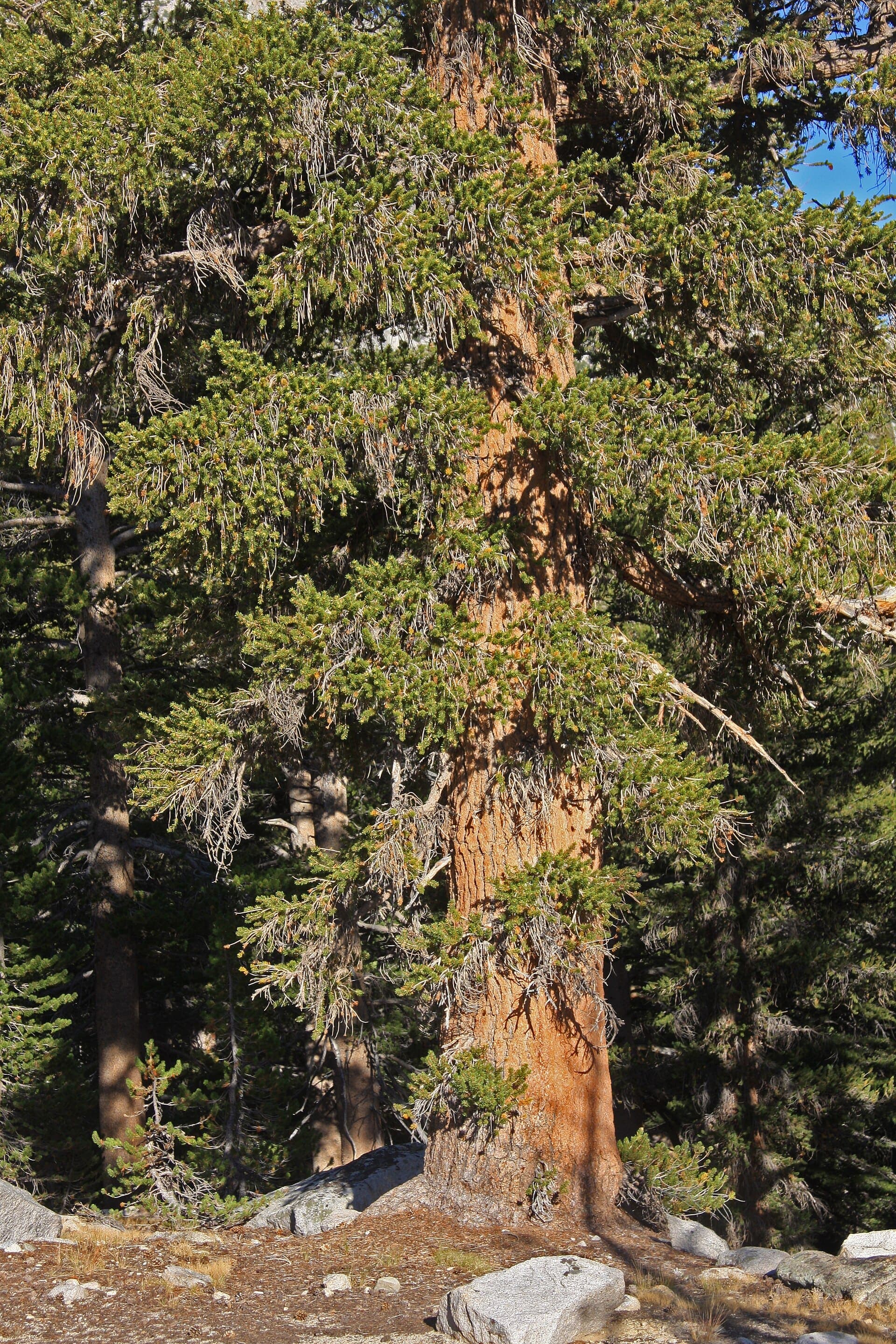 A foxtail pine at treeline in the southern Sierra